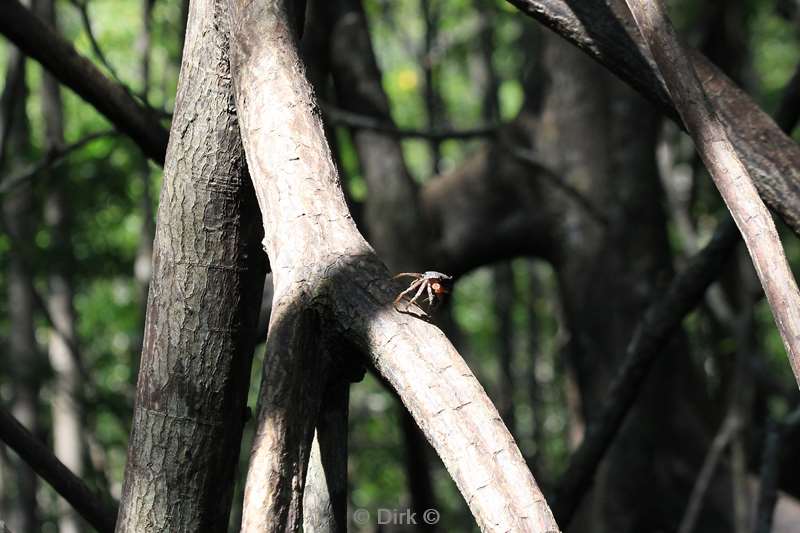 Costa Rica krab nature reserve Corcovado mangrovebossen