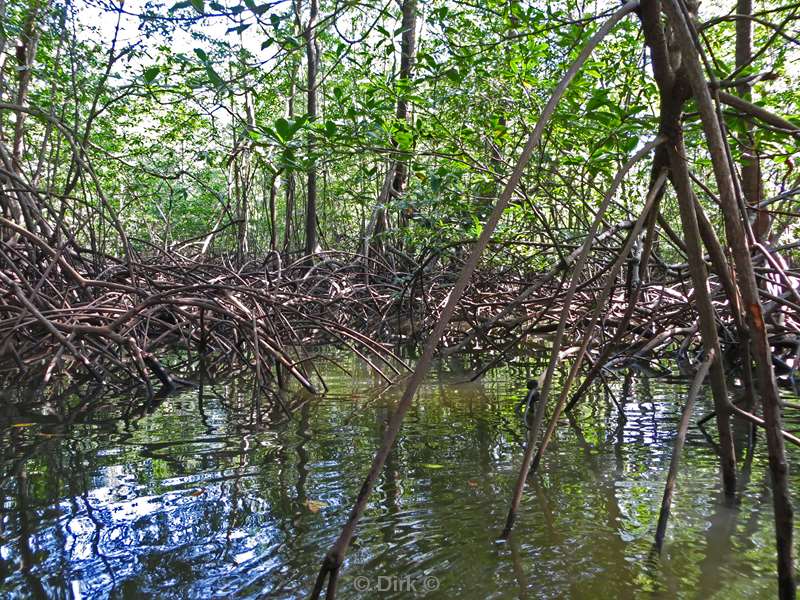 Natuurreservaat Corcovado mangrovebos in Costa Rica