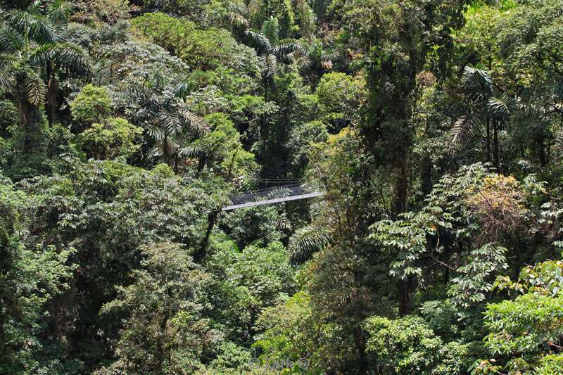 Costa Rica hanging bridges jungle