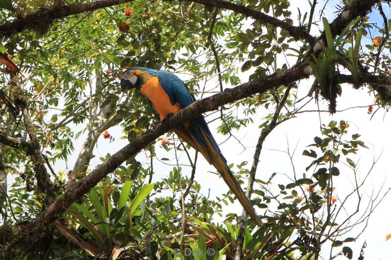 Costa Rica hanging bridges parrot