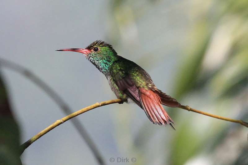 Costa Rica La Fortuna colibri