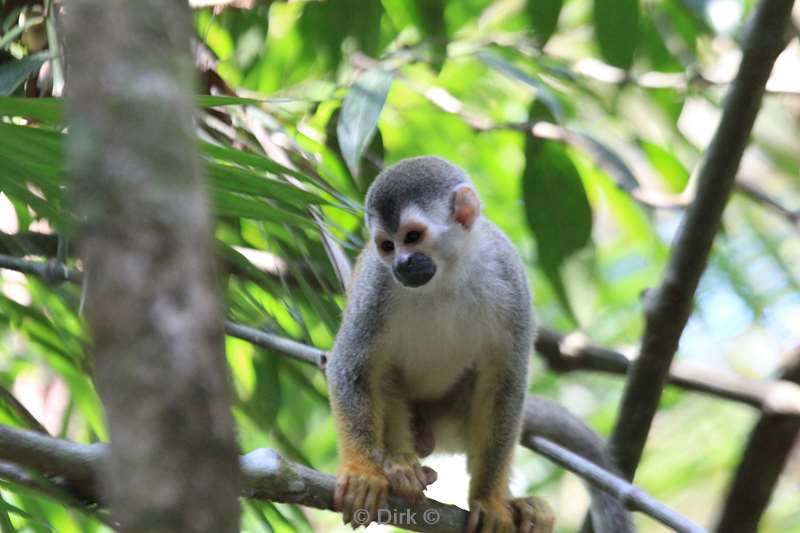 Costa Rica deadhead monkeys nature reserve Manuel Antonio