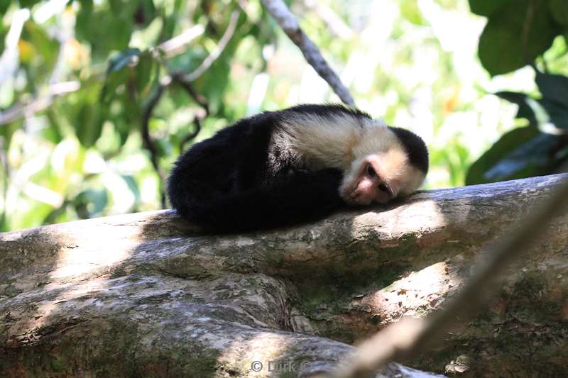 Costa Rica capuchin monkey nature reserve Manuel Antonio