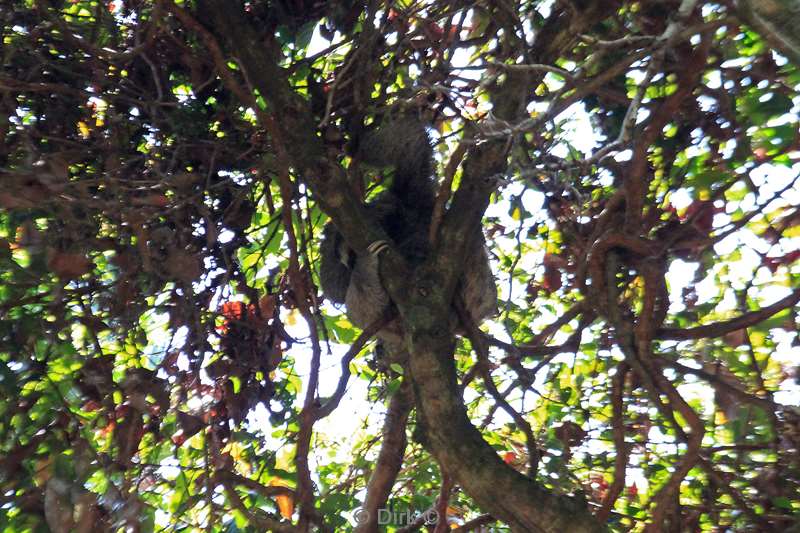 Costa Rica sloths nature reserve Manuel Antonio