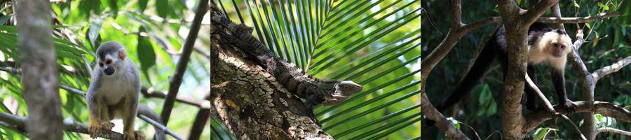 Costa Rica National Park Manuel Antonio