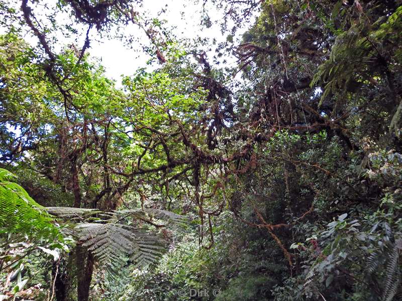 Costa Rica Monteverde Cloud Forest