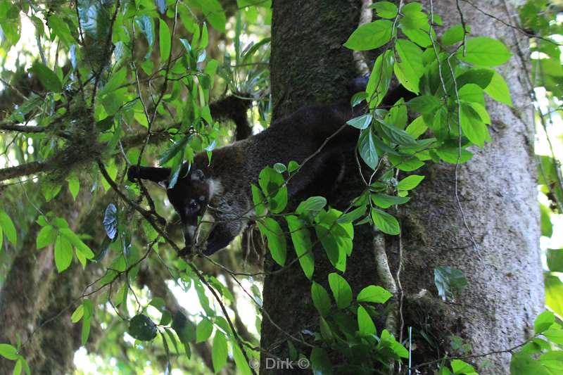Costa Rica nose bears Monteverde Cloud Forest