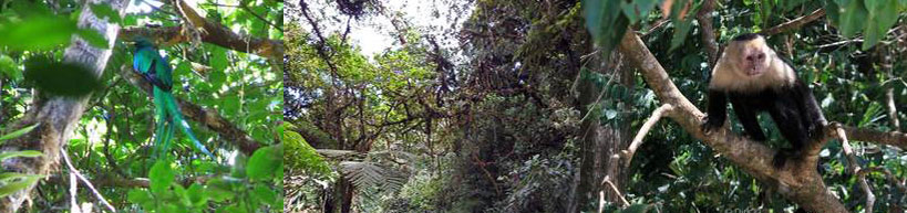 Costa Rica Monteverde cloud forest