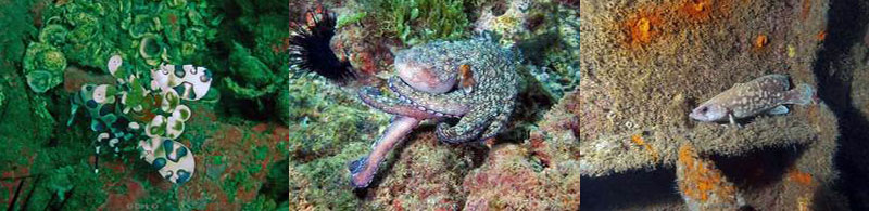 Costa Rica duiken octopus