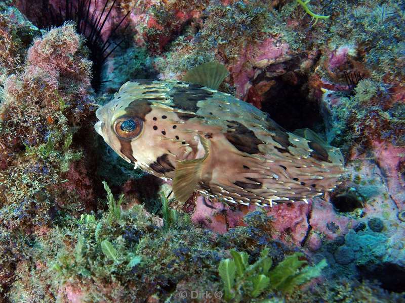Costa Rica porcupinefish