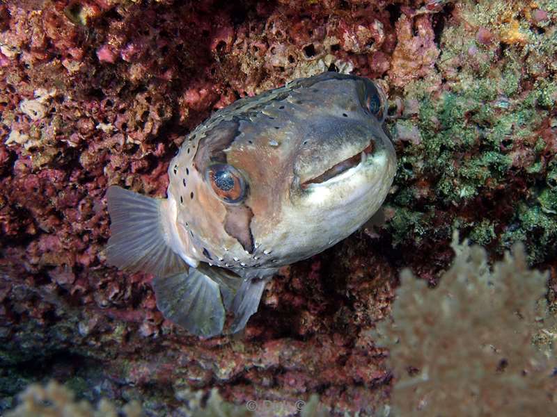 Costa Rica porcupinefish