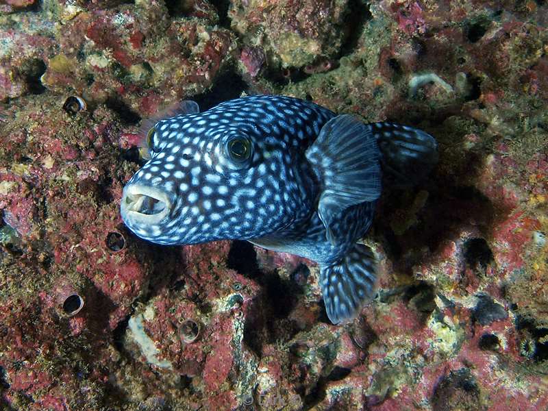 Costa Rica pufferfish