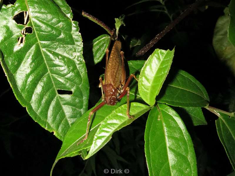 Costa Rica grasshopper Wildlife Reserve Santa Maria