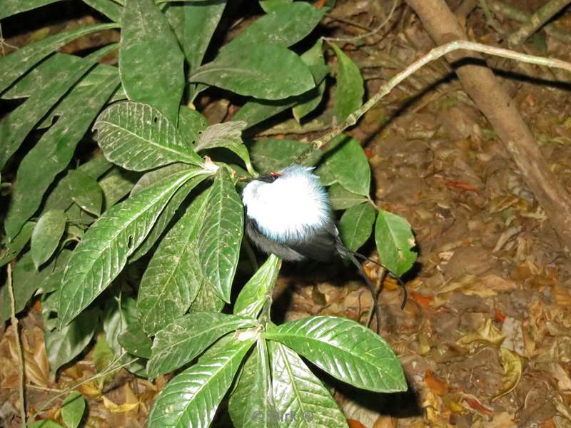 Costa Rica lang tailed manakin Wildlife Reserve Santa Maria