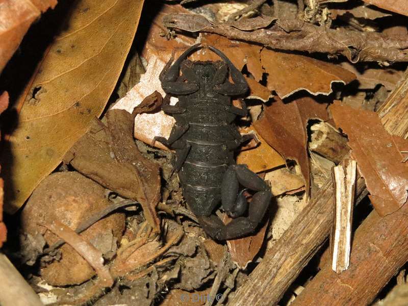 Costa Rica scorpion Wildlife Reserve Santa Maria