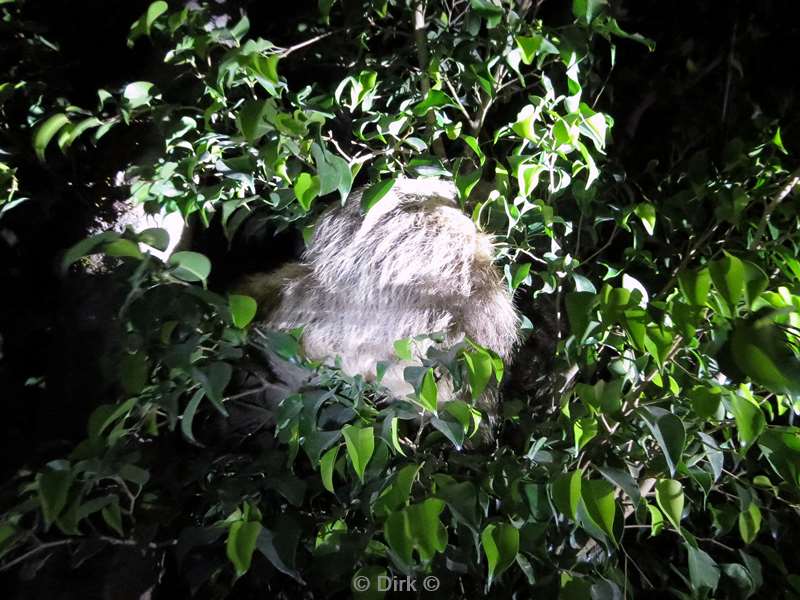 Costa Rica sloth Wildlife Reserve Santa Maria