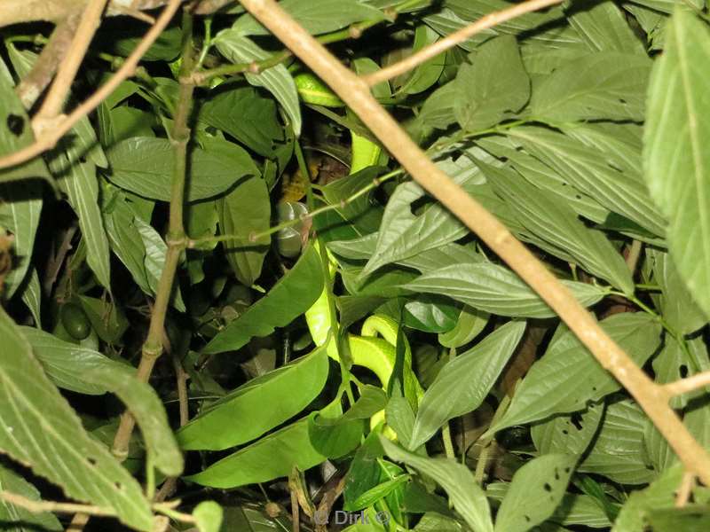 Costa Rica green viper snake Wildlife Reserve Santa Maria
