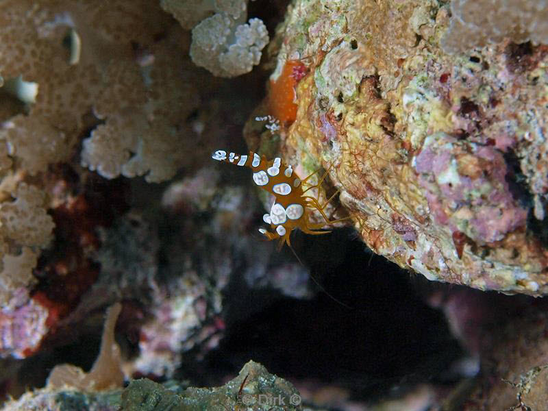 philippines diving anemone shrimp