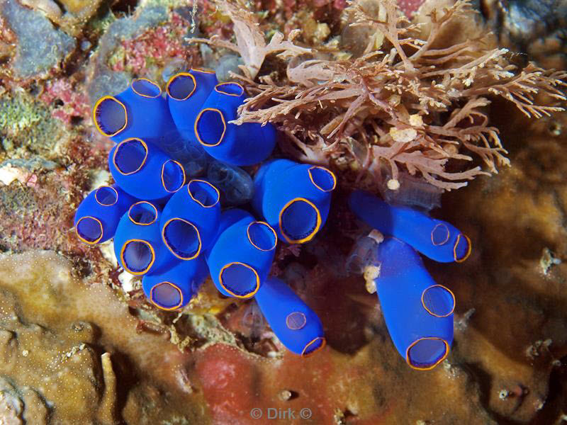 Filippijnen duiken blauwe zakpijpjes
