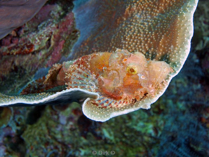 Filippijnen duiken scorpionfish