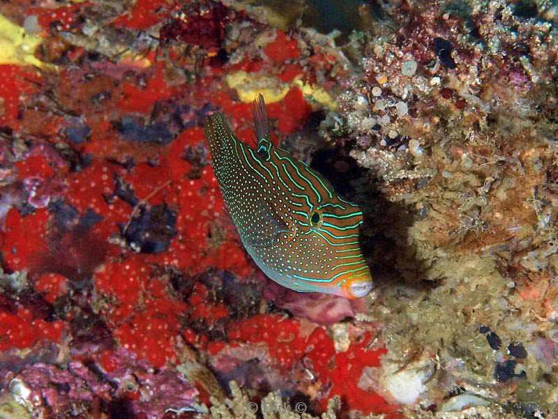 Filippijnen duiken triggerfish