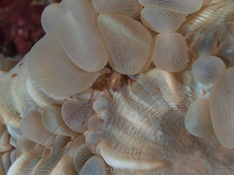 Filippijnen duiken anemone shrimp