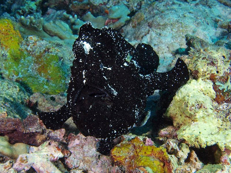 Filippijnen duiken frogfish