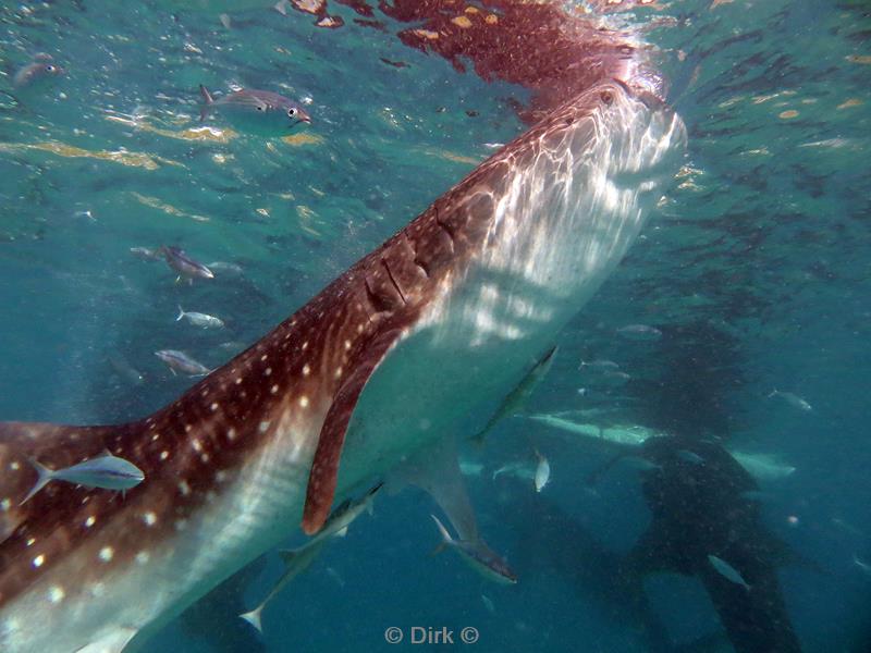 philippines diving whale shark