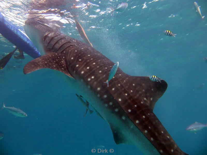 philippines diving whale shark