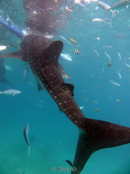 Filippijnen duiken walvishaai - whale shark 