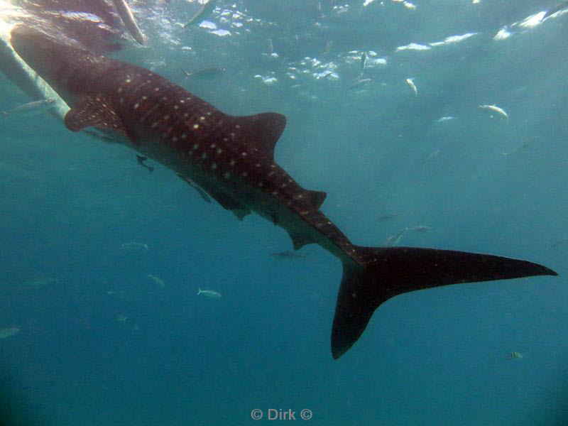 Filippijnen duiken walvishaai - whale shark 