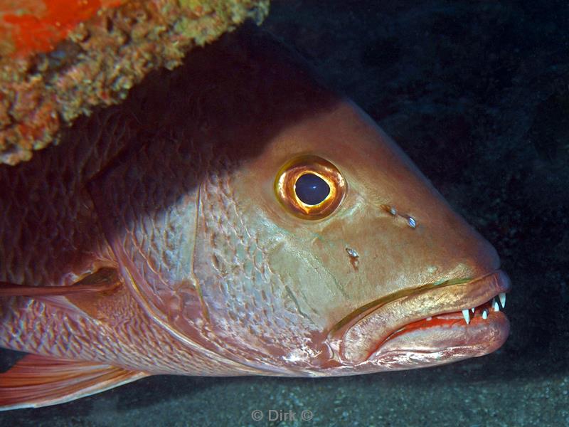 Filippijnen duiken hogfish