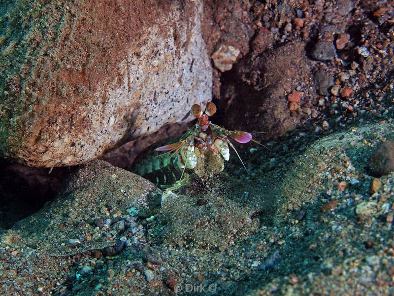 Filippijnen duiken mantis shrimp