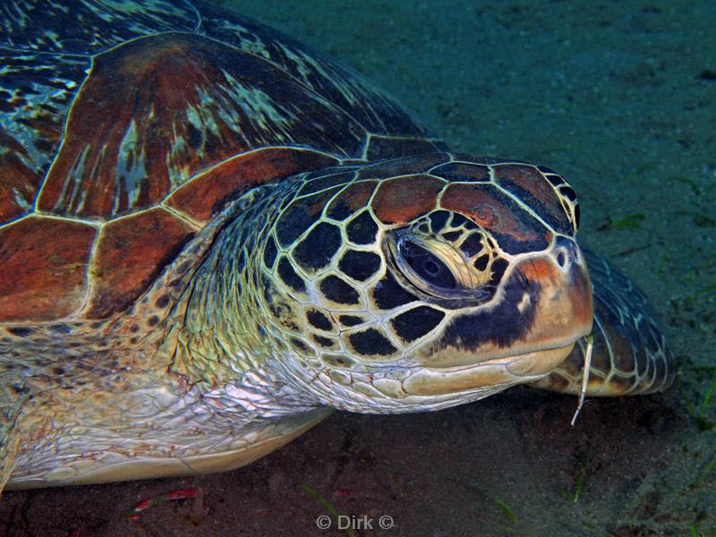 Filippijnen duiken schildpad