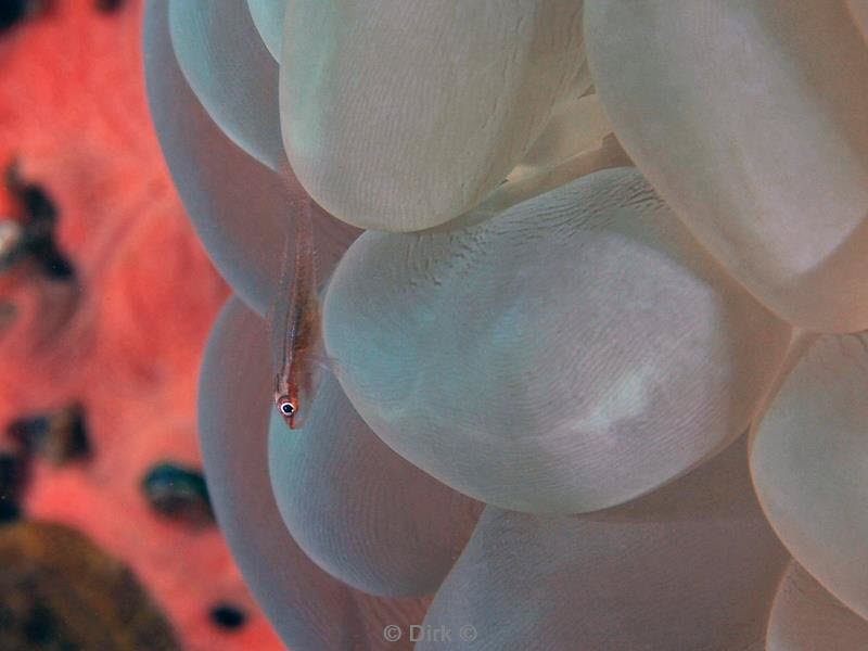 Filippijnen duiken bubble coral