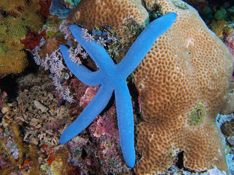 Filippijnen duiken blue seastar