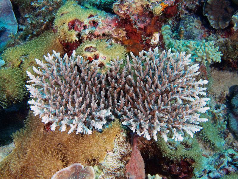 Filippijnen duiken coral