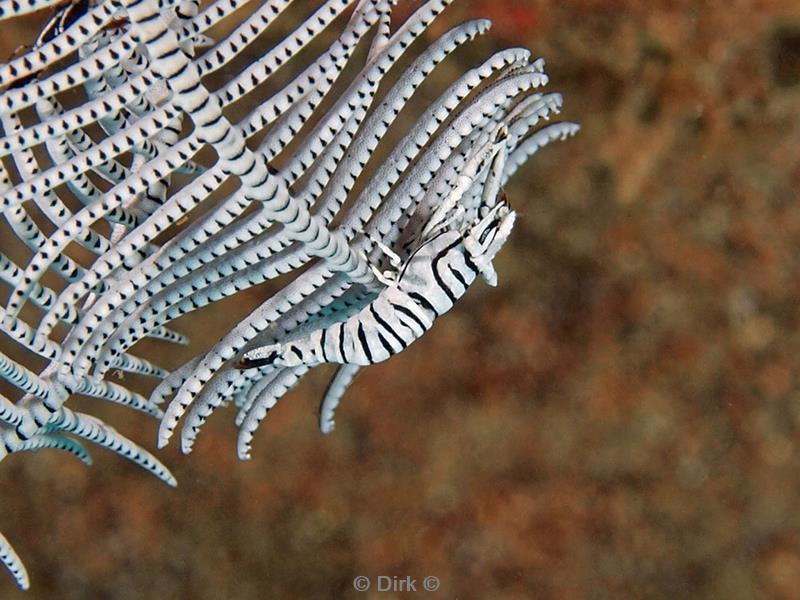 philippines diving crinoid horned shrimp