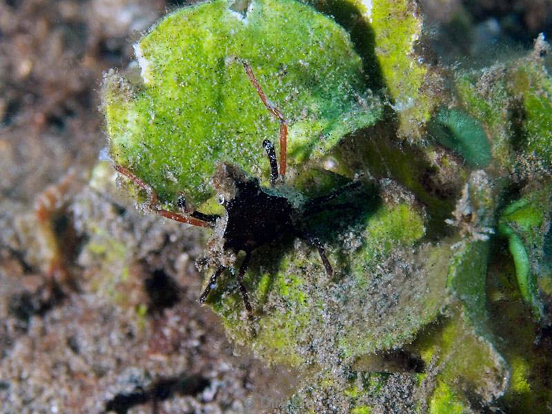 philippines diving leaf crab