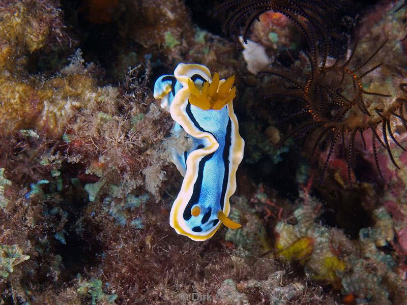 Filippijnen duiken nudibranch