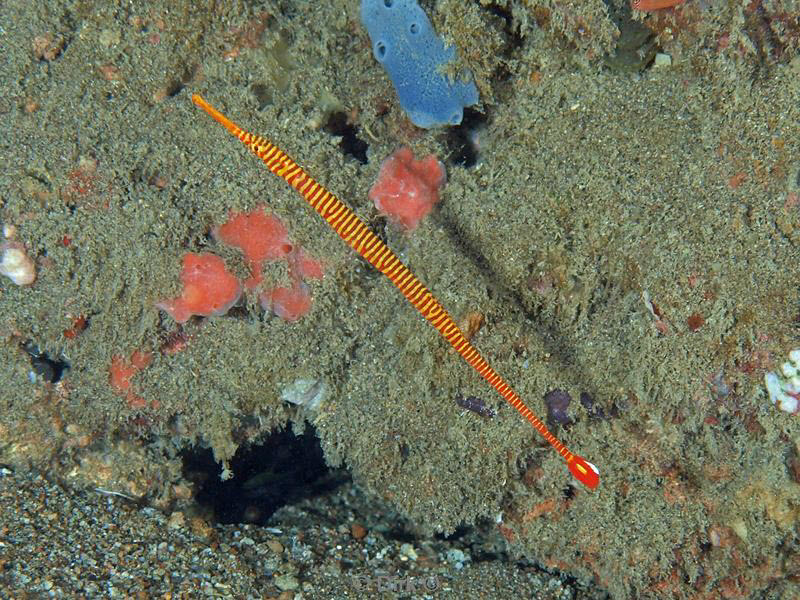Filippijnen duiken pipefish