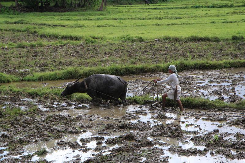 philippines bohol rice fields