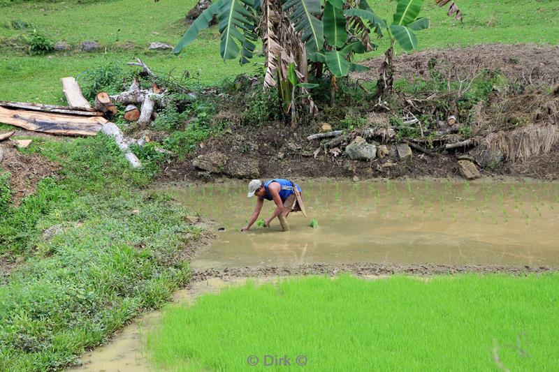 Filippijnen bohol rijstvelden