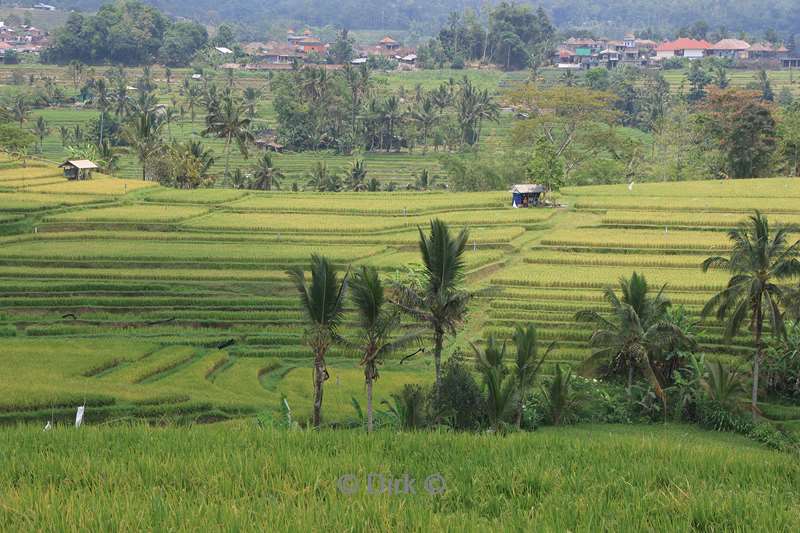 bali jatiluih rijstvelden