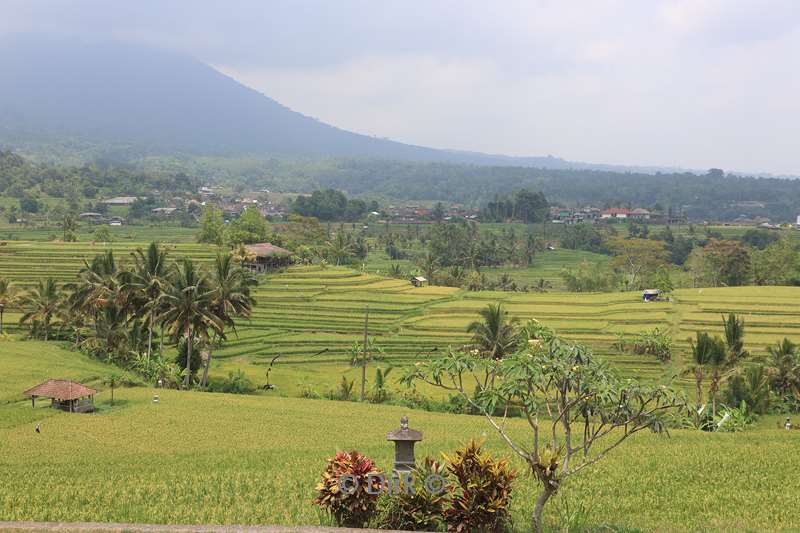 bali jatiluih rijstvelden