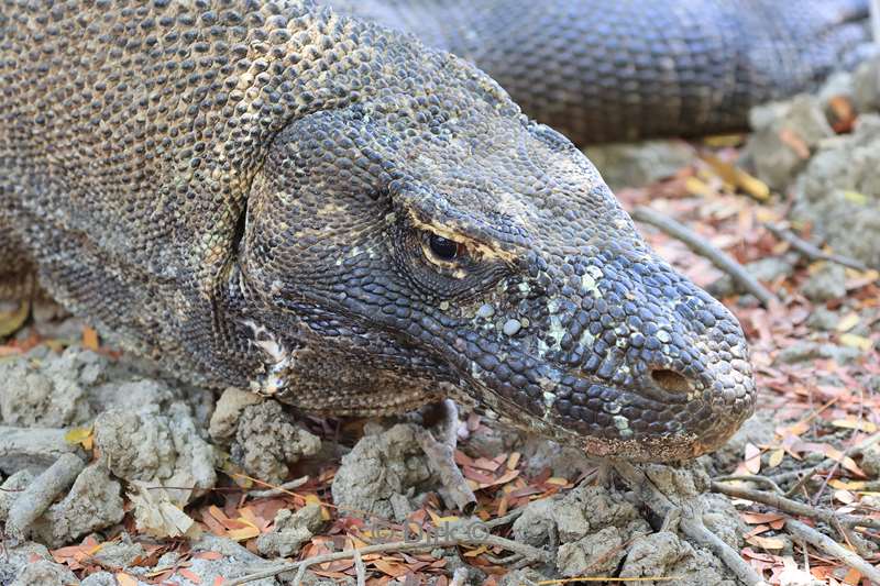 komodovaraan