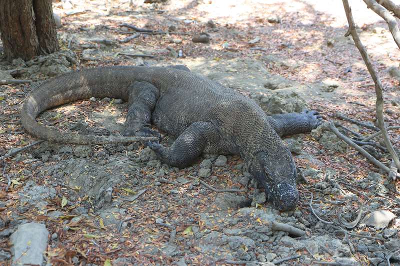 komodovaraan