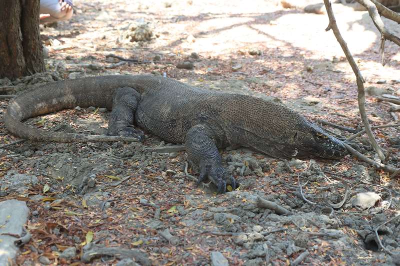 komodovaraan