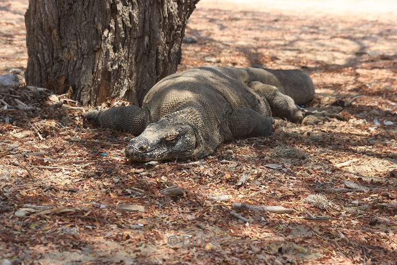 komodovaraan