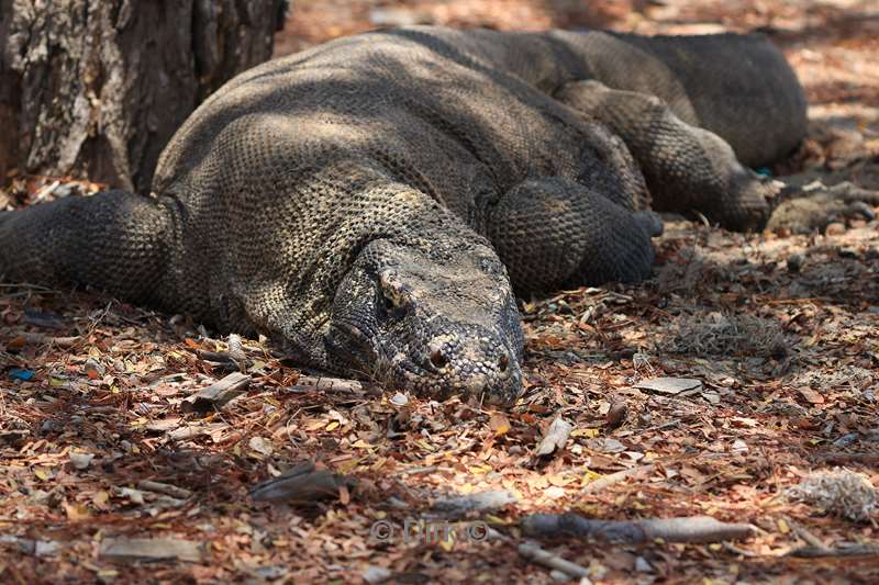 komodovaraan